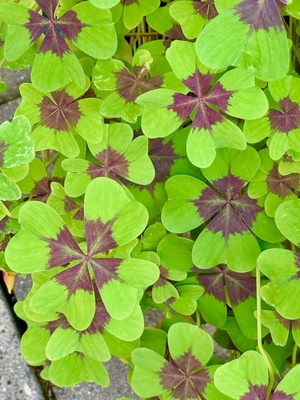 Gl&uuml;cksbringer Kleeblatt_2