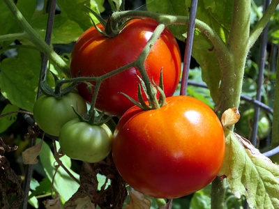 Tomaten