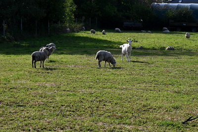 Schafherde mit Ziegenbock