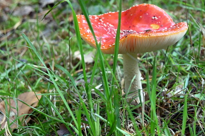 Fliegenpilz