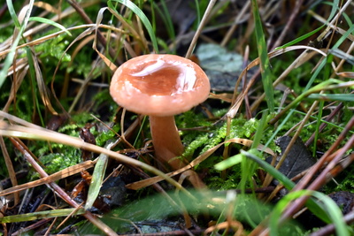 Kleiner Pilz