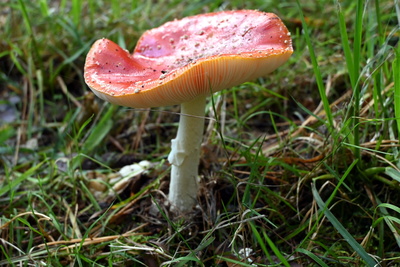 Pilz noch einmal