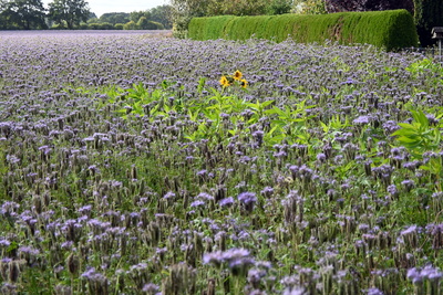 Sonnenblume leuchtet im lila Feld
