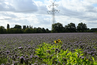 Feld,Mast, Himmel