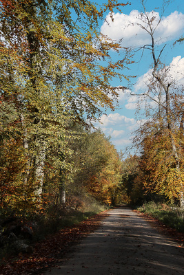 Herbstwald