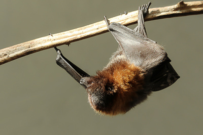 Fledermaus