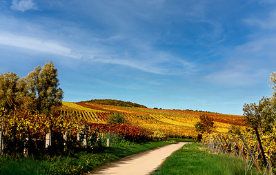 Herbstliche Weinberge  S&Uuml;W