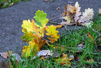 Herbstlaub