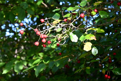 Mehlbeeren