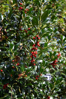 Fr&uuml;chte am Ilex