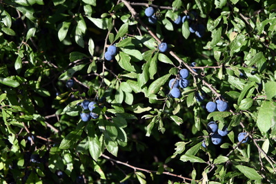 Blauen Schlehen