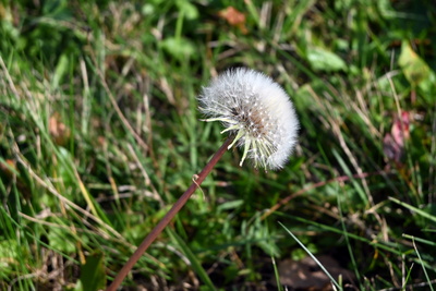 Pusteblume