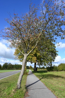 B&auml;ume s&auml;umen die Strasse und den Radweg