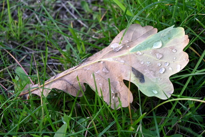 Blatt mit Tautropfen