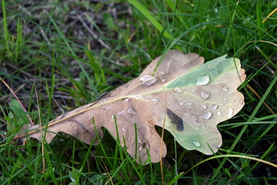 Tautropfen auf Blatt