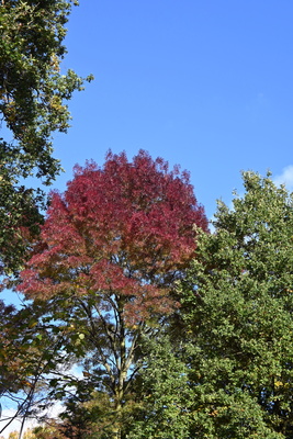 Herbstb&auml;ume auf dem Friedhof