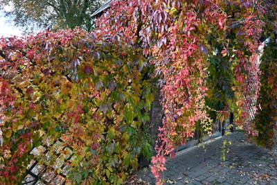 Wilder Wein im Herbstkleid
