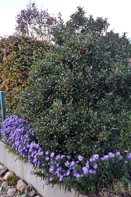 Herbstastern und Ilex