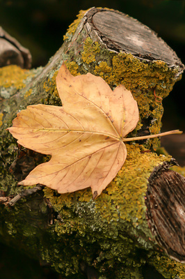 Herbstblatt